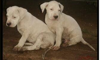 Dogo Argentino Wallpaper HD