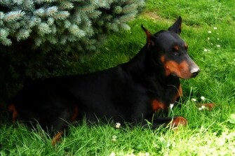 Doberman Wallpaper Weddingdressin