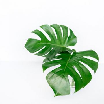 Monstera Leaf Pictures HD Image