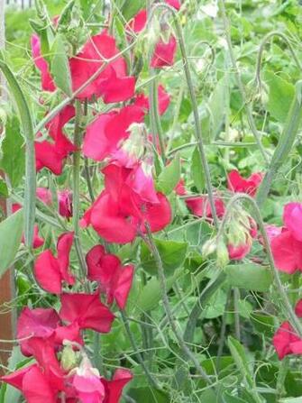 HD Wallpaper Sweet Pea