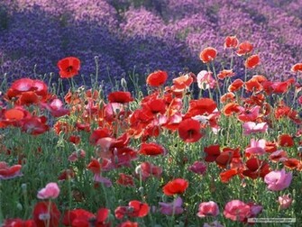 Flower Wallpaper Poppy