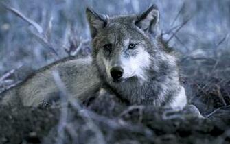 Home Wolf Gray Wallpaper Best