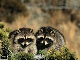 Raccoon Wallpaper