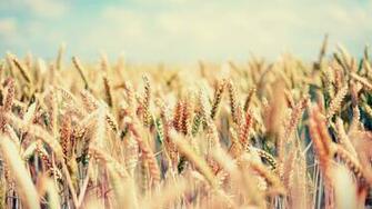 Wallpaper Field Spikes Sky Bright Mellow