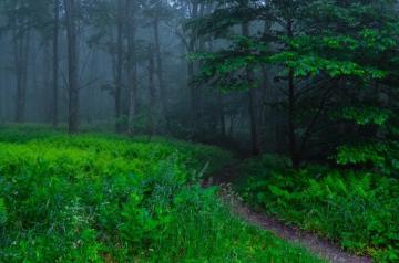 Beautiful Nature Wallpaper For Smart Pnone Misty Green