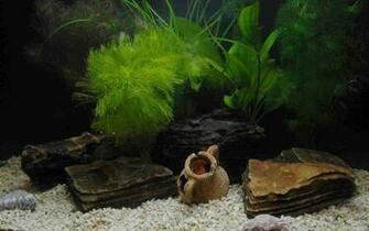 Aquarium Wallpaper Fish Background Image Pictures