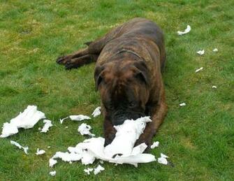 Bullmastiff Atigrado Wallpaper