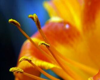 Wallpaper Most Popular Nice