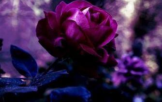Purple Rose Flowers Flower HD Wallpaper Image Pictures Tattoos