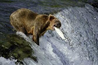 Wildlife Grizzly Bears Facts Wallpaper