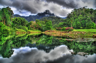 Jungle Wallpaper HD