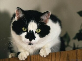 Domestic Black And White Cat Animals Wallpaper