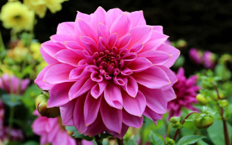 Pink Dahlia Flowers Perennial Plants Flowerbed Garden Desktop Wallpaper