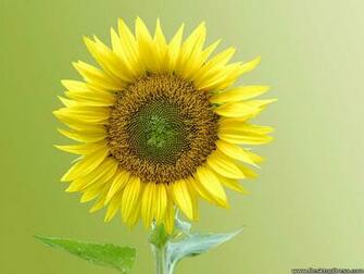 Desktop Wallpaper Flowers Background Summer Flower