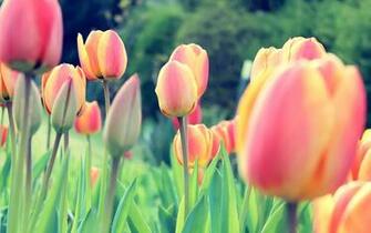 Colourful Easter Tulips By Bo0xvn October