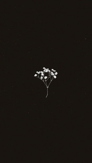 Minimalist Flower Aesthetic Wallpaper