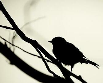 Black And White Bird Wallpaper
