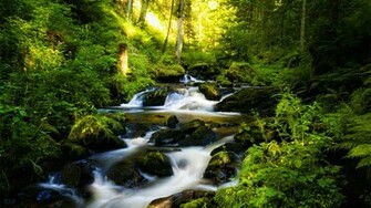 Beautiful Rainforest Wallpaper X Wallpaperlayer