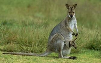 Kangaroo Wallpaper Photos