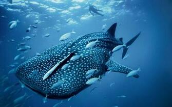 Sea Creatures Wallpaper Animals Pictures