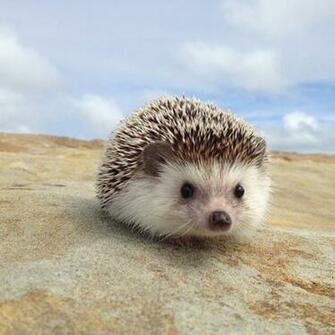 The Adventures Of Biddy Hedgehog Omg Cute Things
