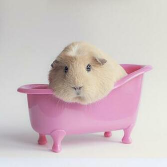 Guinea Pig Computer Wallpaper Desktop Background Id
