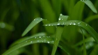 Wallpaper Grass HD 4k Macro Drops Green Nature