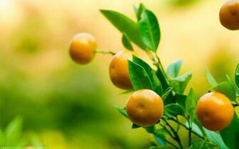 The Orange Citrus HD Photography Wallpaper Cate