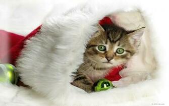 Cats Animals Christmas HD Wallpaper New Year