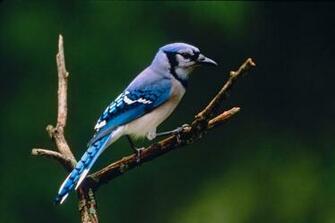Wallpaper Blue Jay Background