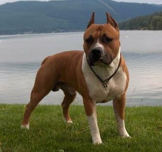 Pitbull Dog HD Wallpaper New Desktop Background Image Of