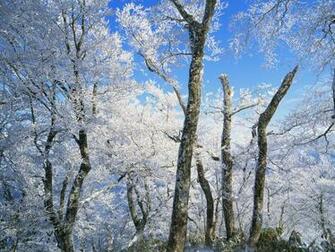 Japanese Nature Normal