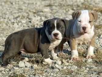 Blue Pitbulls Pitbull Puppies Nose Kennel