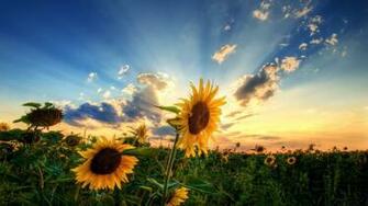 Summer Screensavers And Wallpaper Uploaded By Admin On Sunday