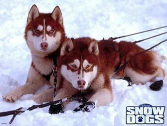 Snow Dogs Wallpaper