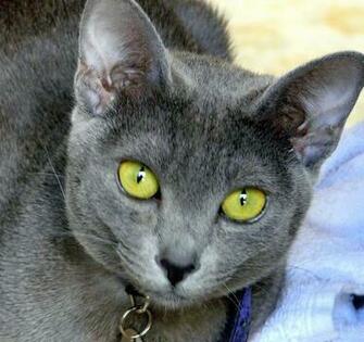 Korat With Green Eyes Photo And Wallpaper Beautiful