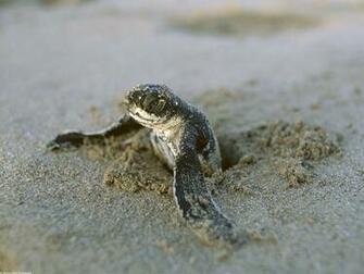Baby Turtle Wallpaper