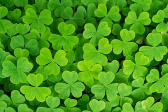 Shamrock Background Wallpaper
