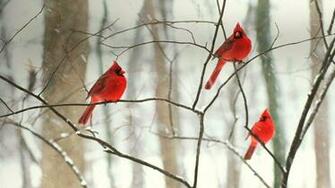 Snow Cardinal Wallpaper Midwest