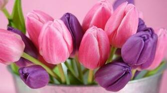 Flowers Tulips Purple Wallpaper Pink Flower Wallwuzz HD