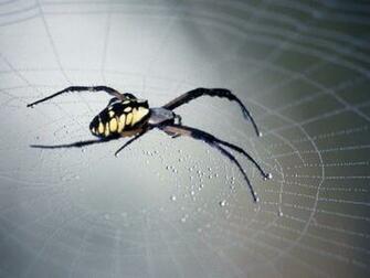 Scary Spider Image Normal