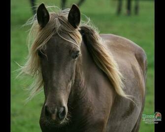 Rocky Mountain Horse Screensaver And Desktop Wallpaper