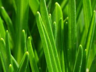 Are Ing Grass Green Color Image HD Wallpaper Palette Tags