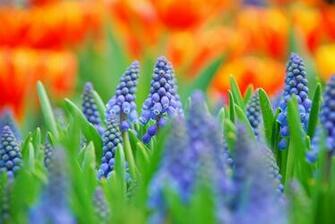 Blue Flowers Close Up Wallpaper Amazing