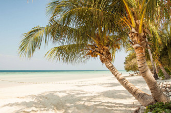 Coconut Tree Wallpaper