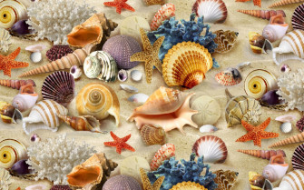 Shell HD Wallpaper And