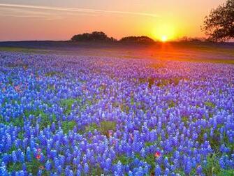 Country Texas Bluebonnet Wallpaper