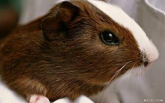 Wallpaper Animal Guinea Pig
