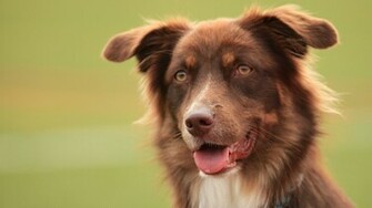 Pin Australian Shepherd Wallpaper Pictures