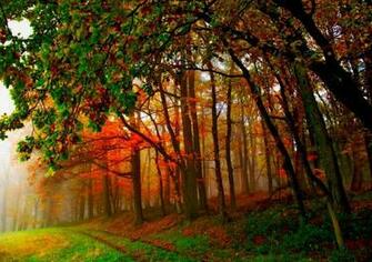 Forest Park Wallpaper Nature And Landscape Better